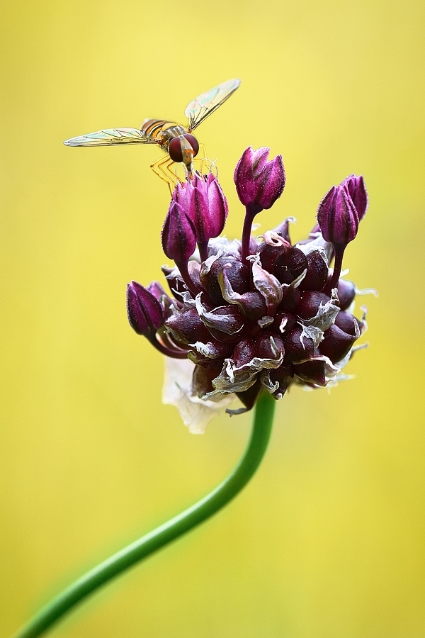 Schwebfliege an Schlangen-Lauch