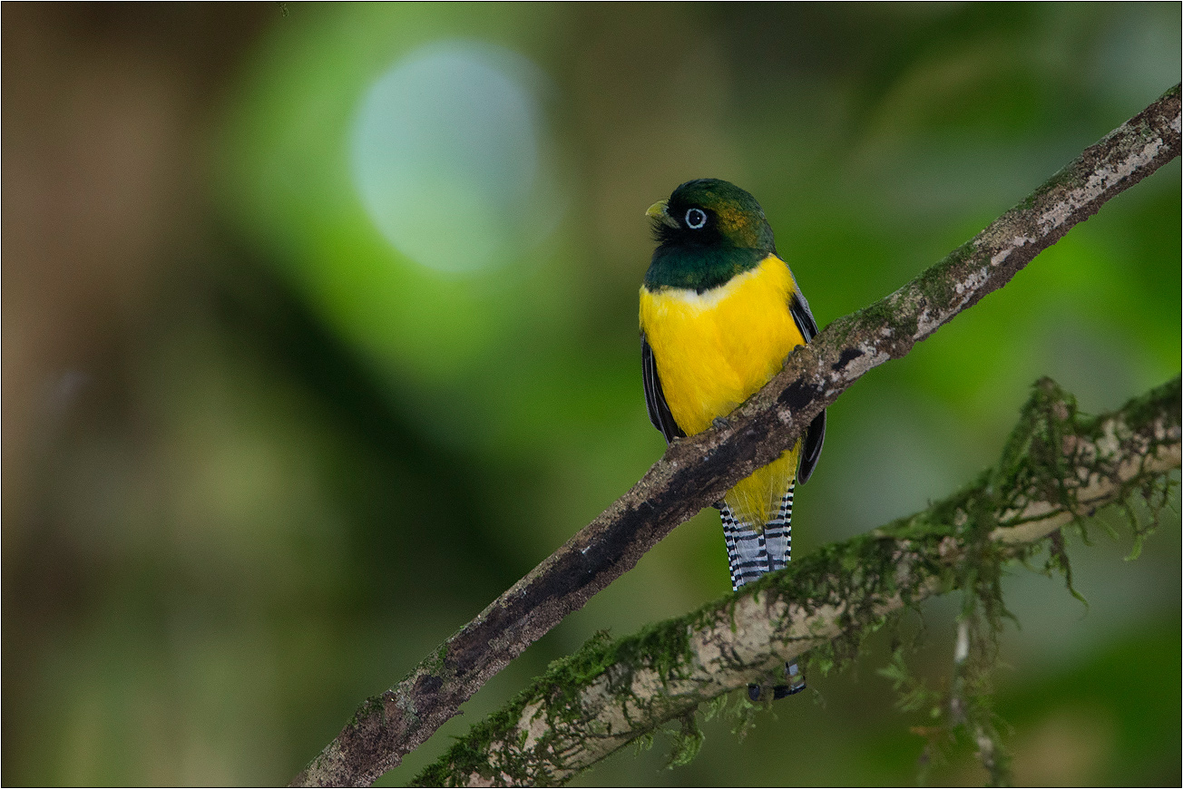 Schwarzkehltrogon