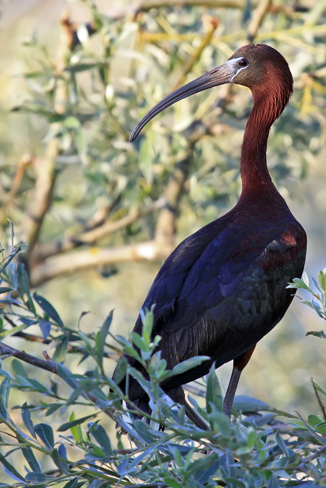 Brauner Sichler im Morgenlicht