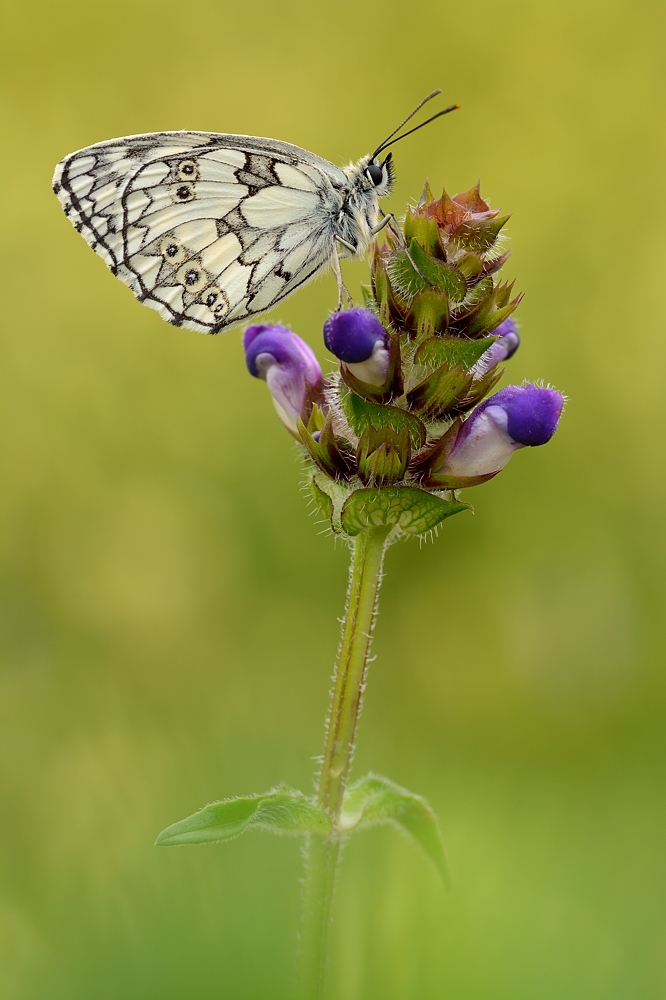 Schachbrettfalter