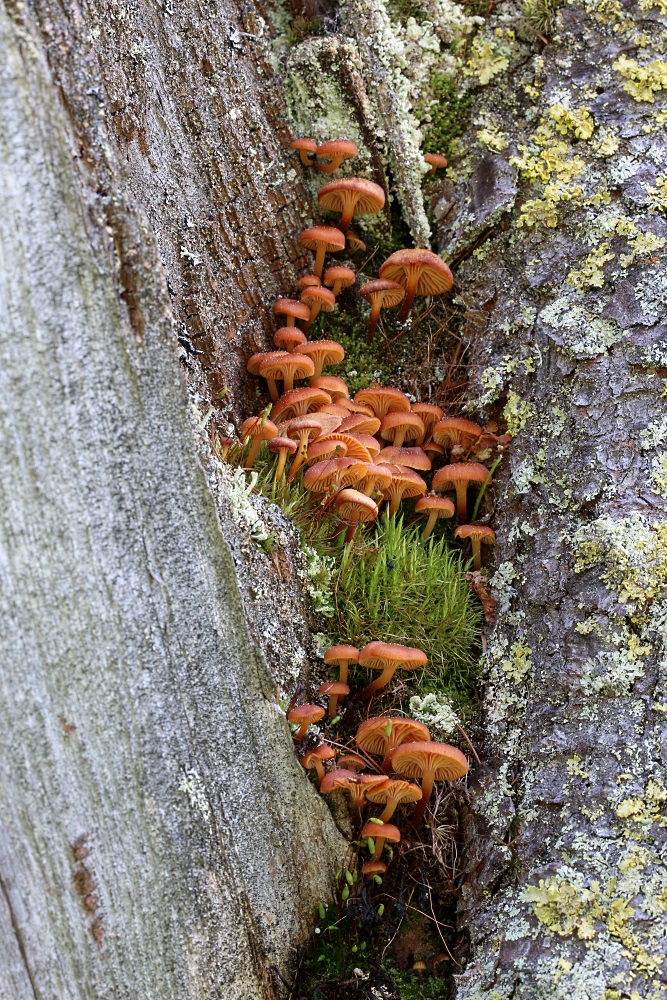 Aus morschem Holz ...