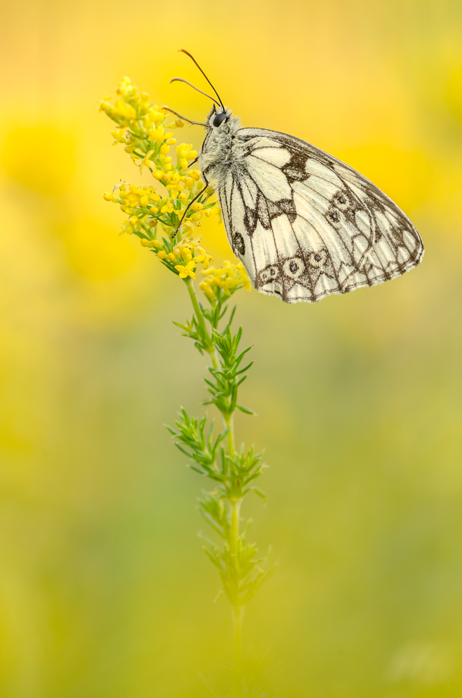 Melanargia galathea