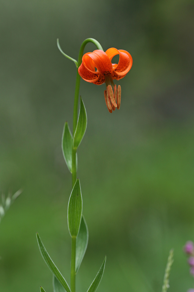 Krainer Lilie (Lilium carniolicum)