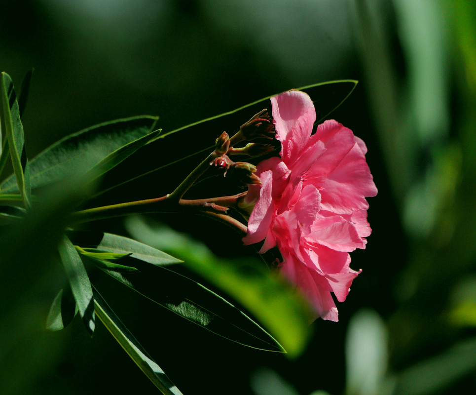 Oleanderblüte