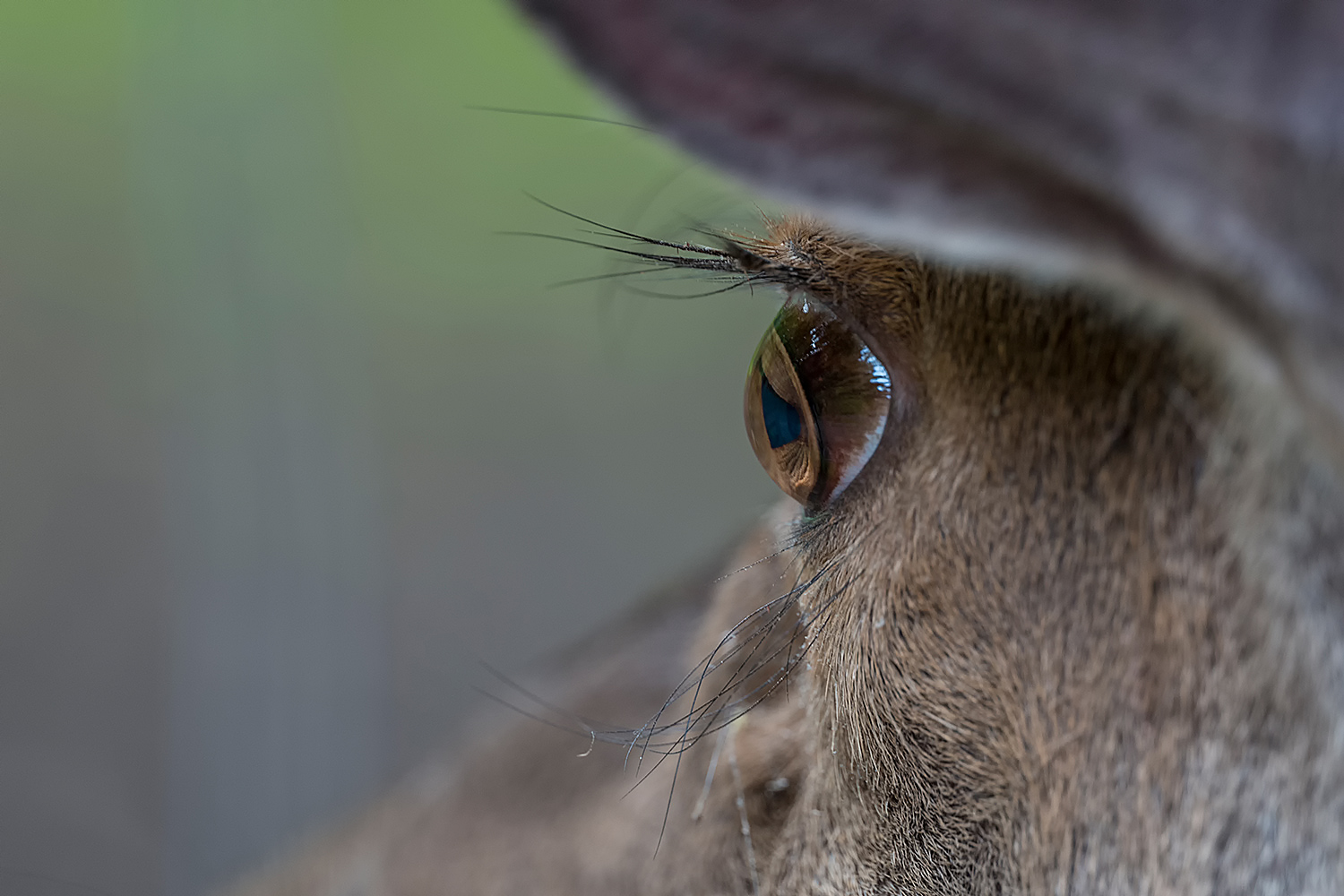 Naturblick