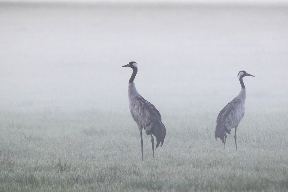 Im Morgennebel