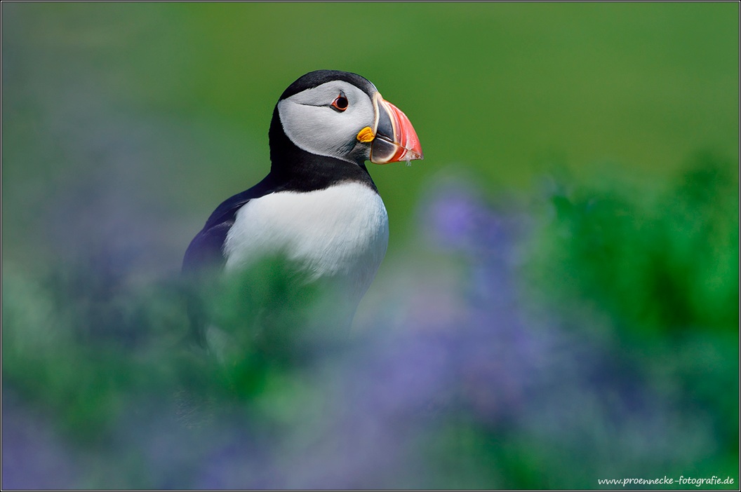 Puffin