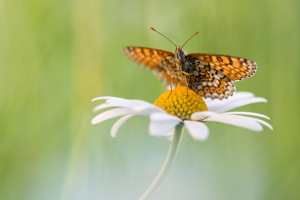 Wegerich-Scheckenfalter (Melitaea cinxia)