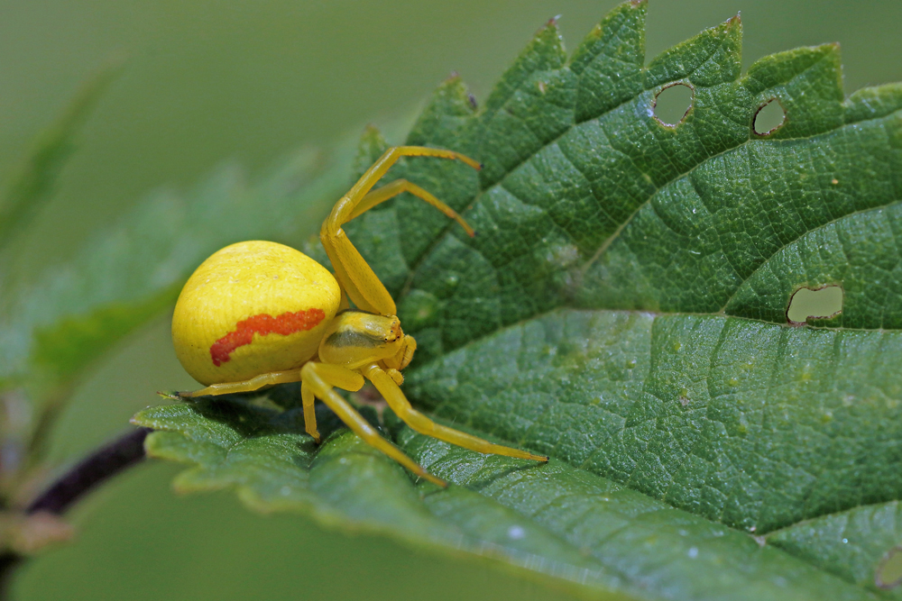 Veränderliche Krabbenspinne