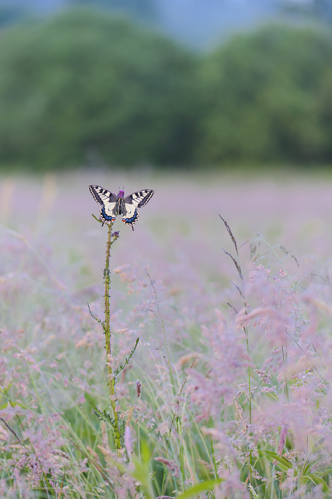 Morgens in der Wiese