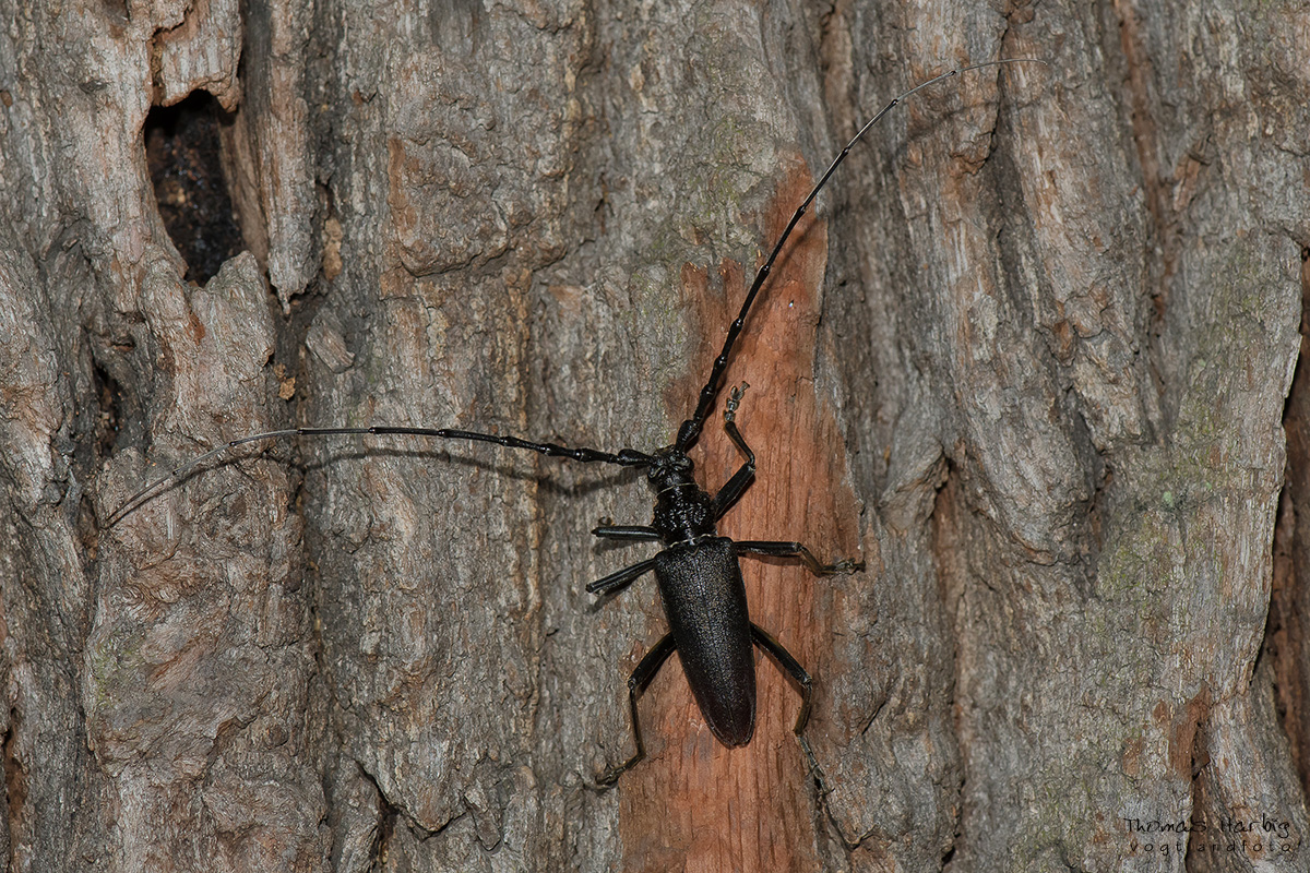 Großer Eichenbock