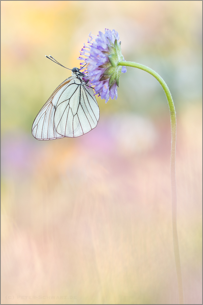 Aporia crataegi