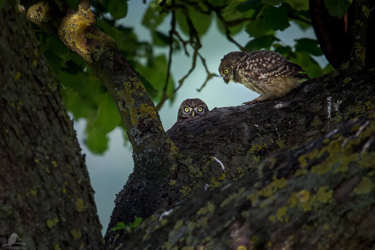 "Little" little Owls - Steinkauz-Nachwuchs - (Athene noctua)