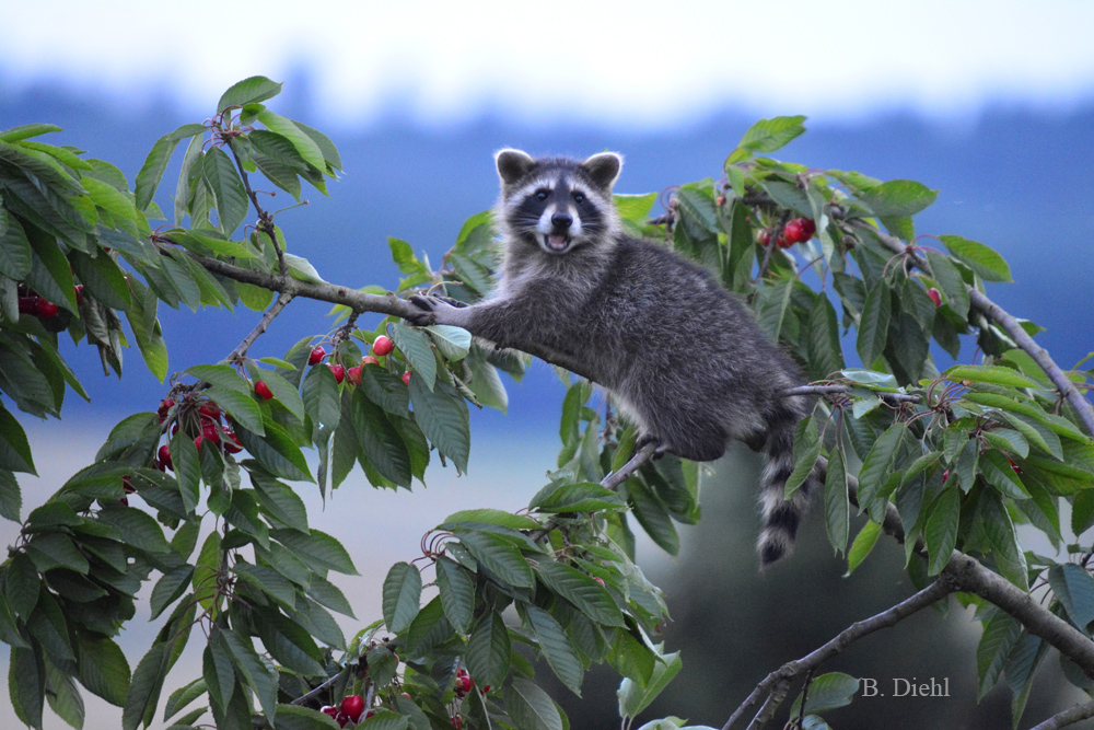Waschbär Junior