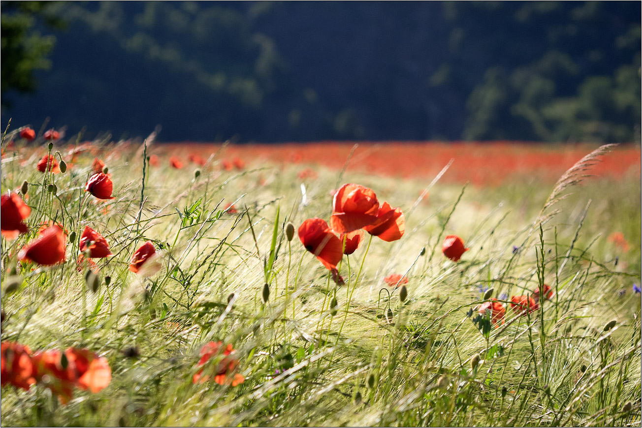 Sommerbild