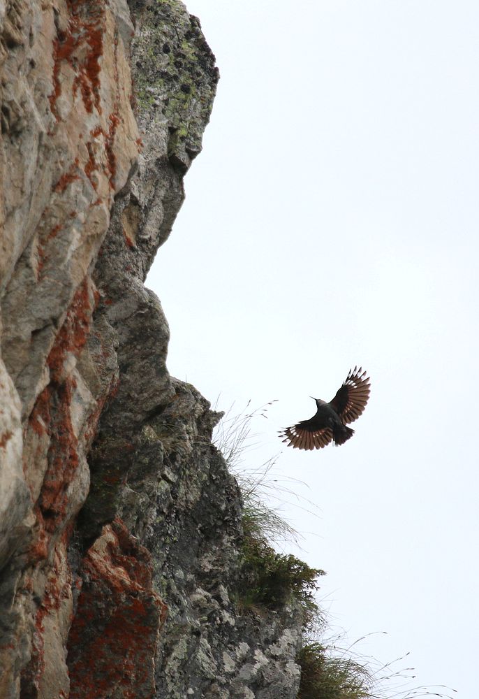 In steiler Felsenwand