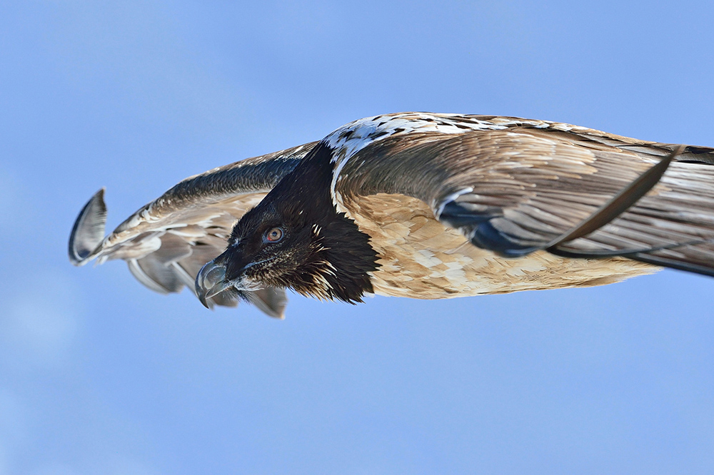 Vorbeiflug