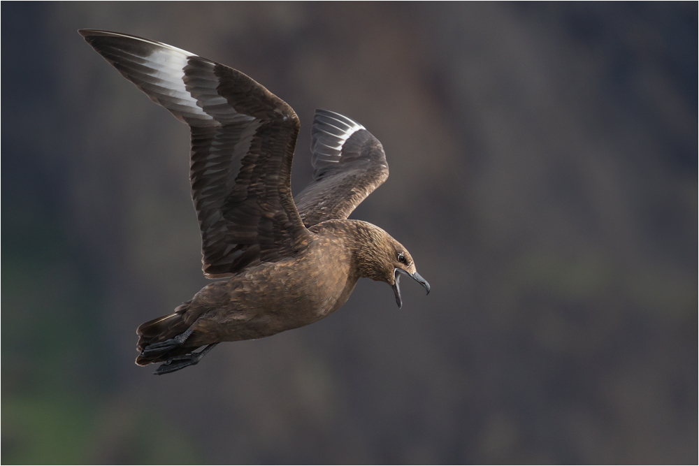 Skua