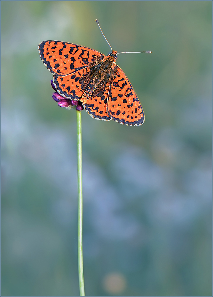*Roter Scheckenfalter_3*