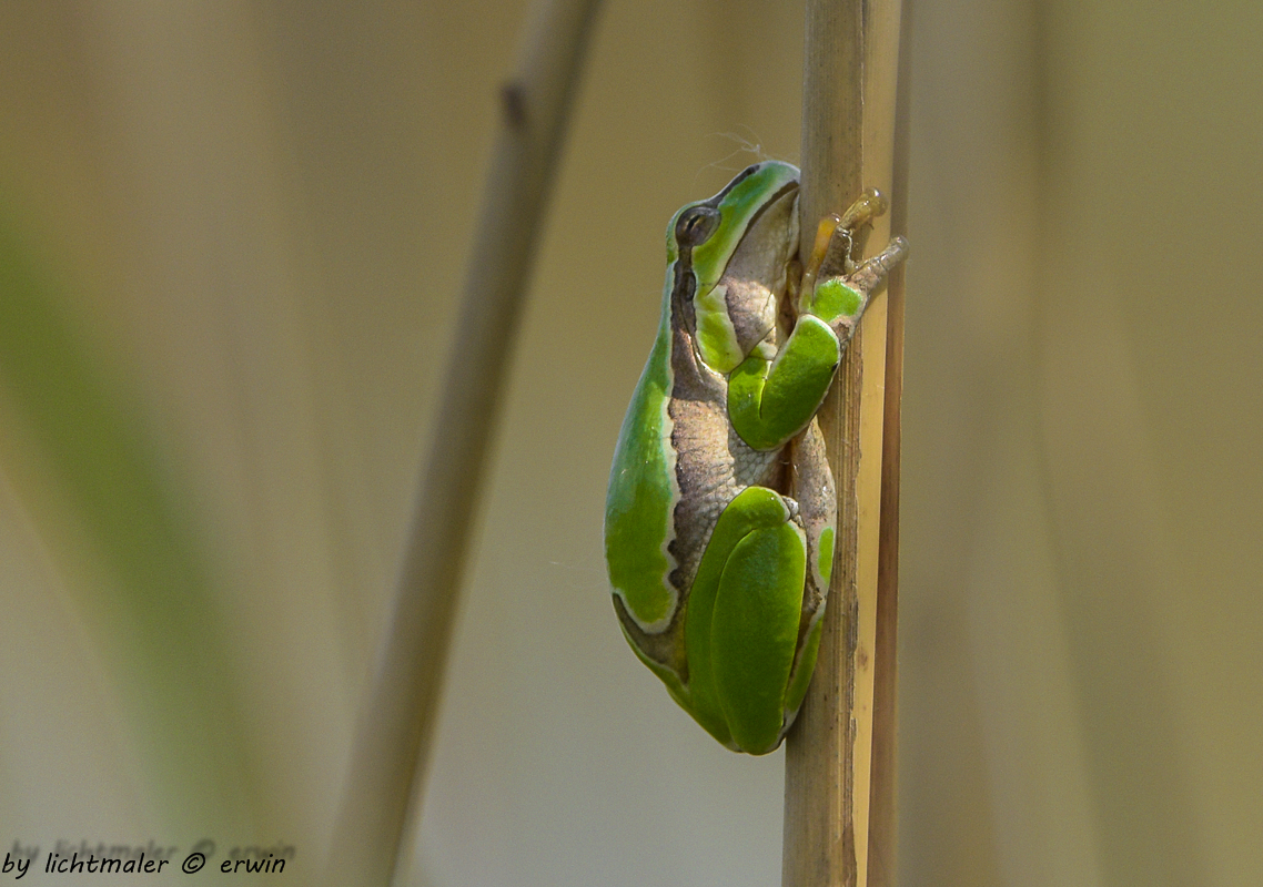 Laubfrosch