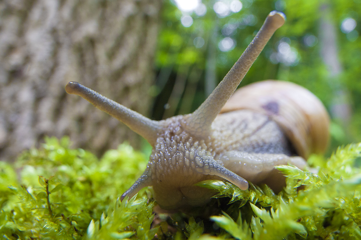 Weinbergschnecke