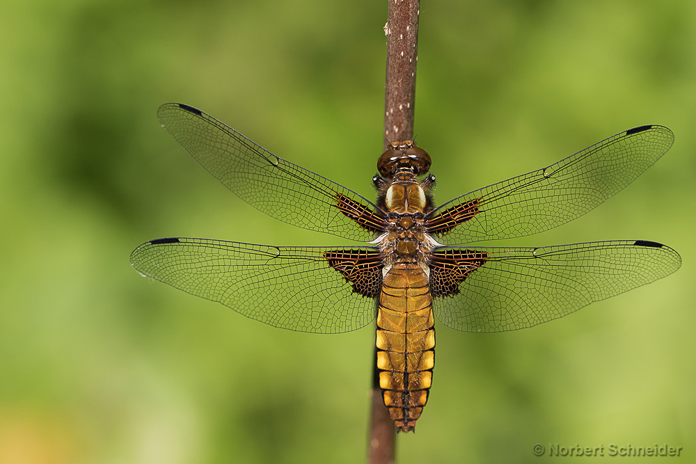 Plattbauch Libellula depressa Weibchen