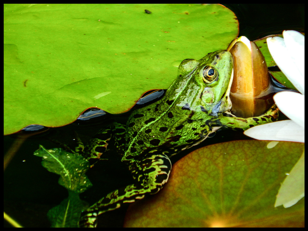 Liebesbedürftiger Frosch