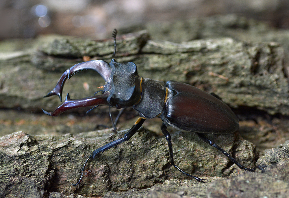 Ein Prachtkerl - dieser Hirschkäfer