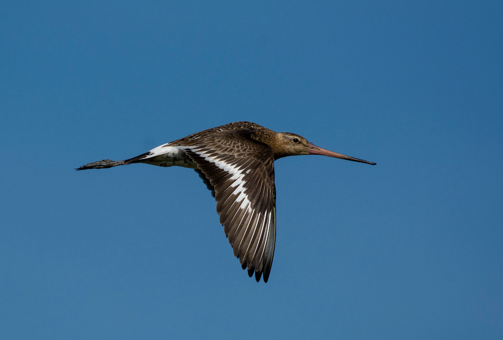 Uferschnepfe im Flug