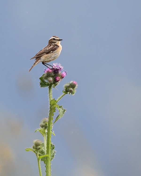 Braunkehlchen