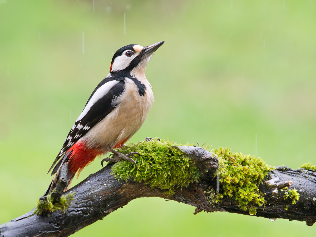 Buntspecht (Forum für Naturfotografen)