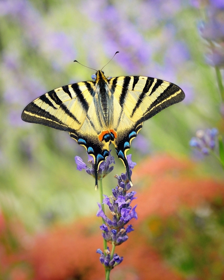 Segelfalter an Lavendel