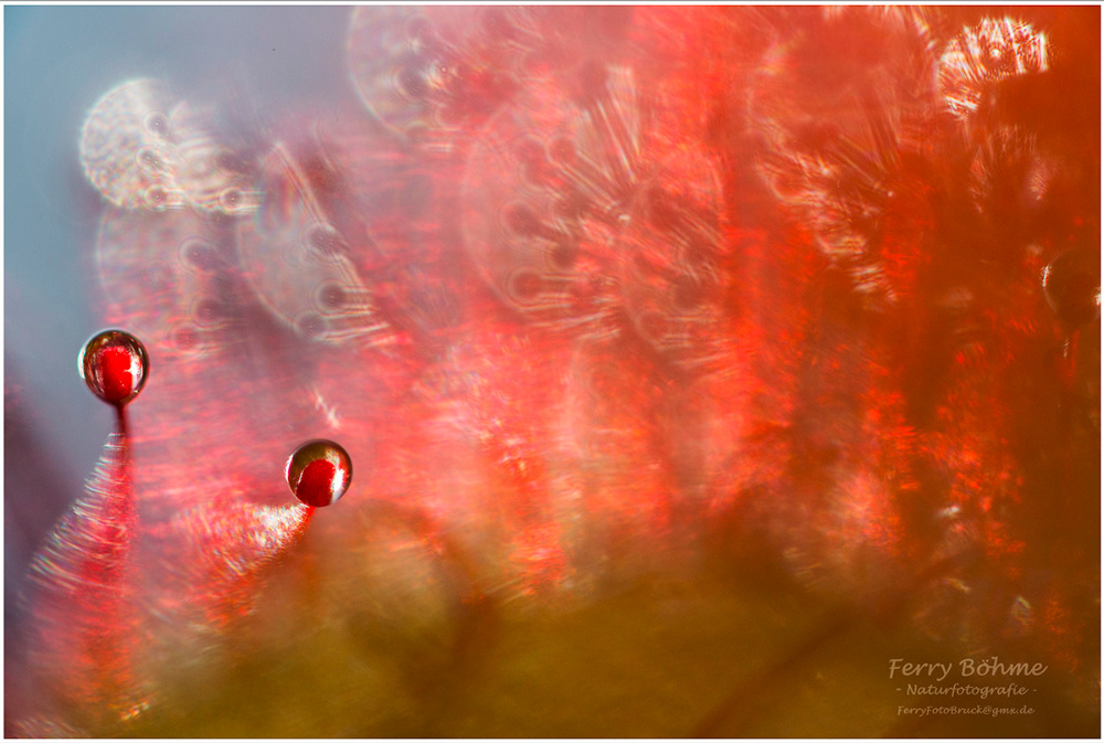 Mikrokosmos in Rot...