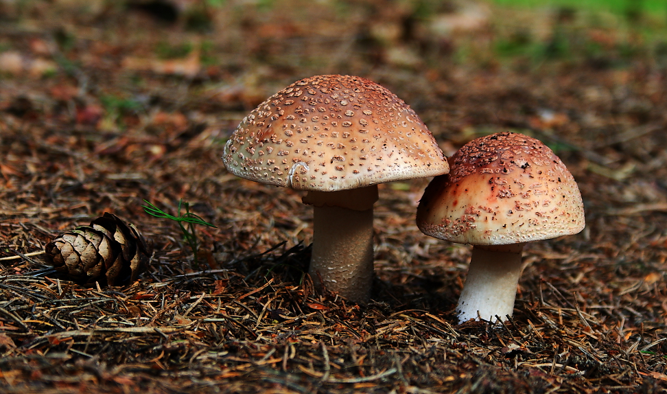 Amanita rubescens