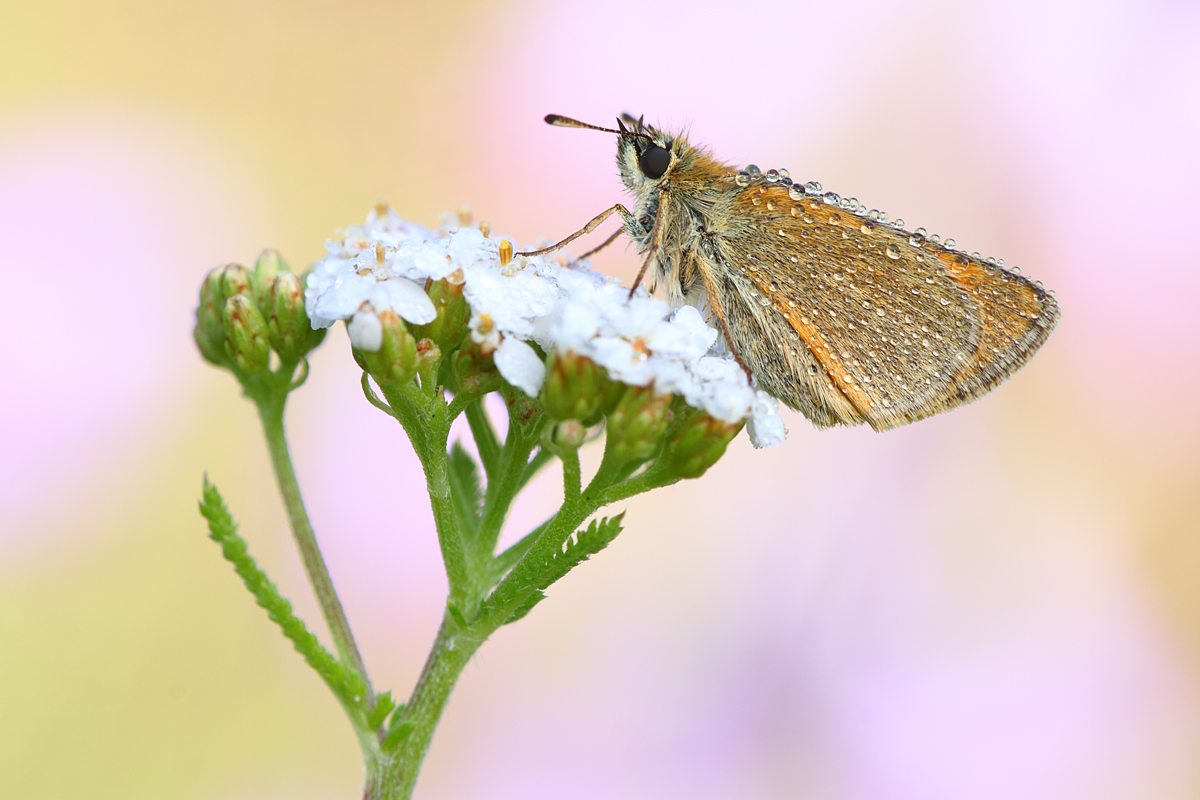 Sommerfrische