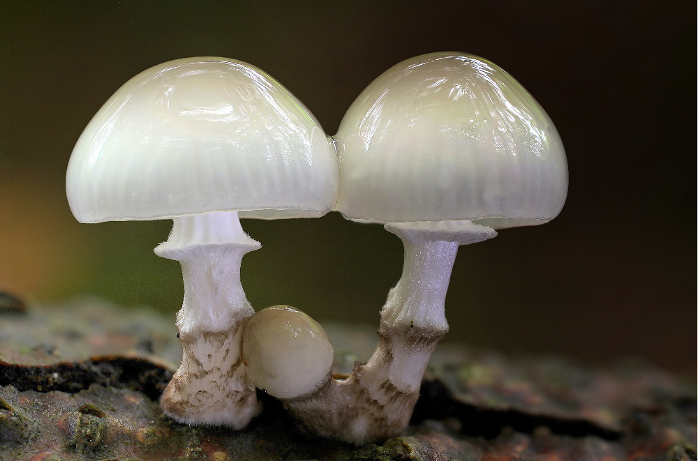 Buchen- oder Beringter Schleimrübling (Oudemansiella mucida)