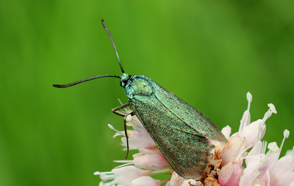 Ampfer-Grünwidderchen (Adscita statices)