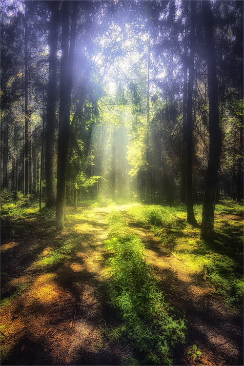 Hochsommer im Wald