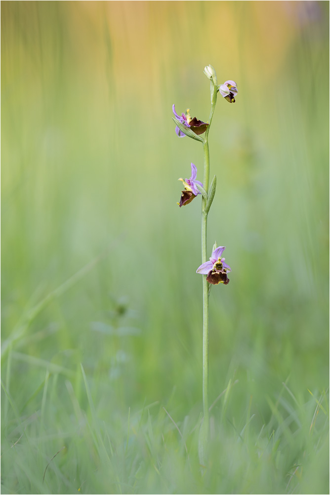 Hummel-Ragwurz (Ophrys holoserica)