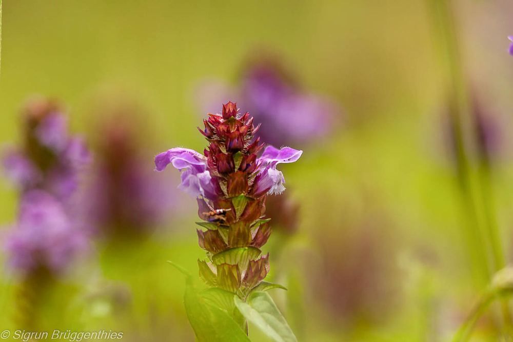 Wunderschöne Blumen....