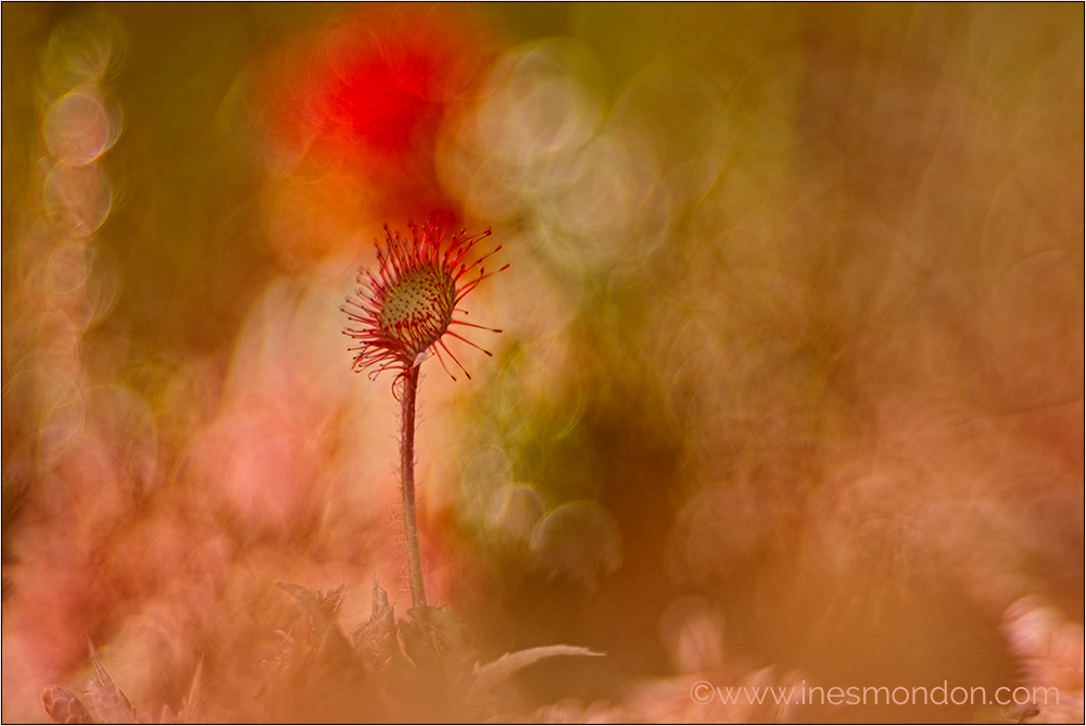 Licht im Dunkel