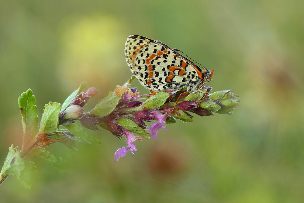 Roter Scheckenfalter