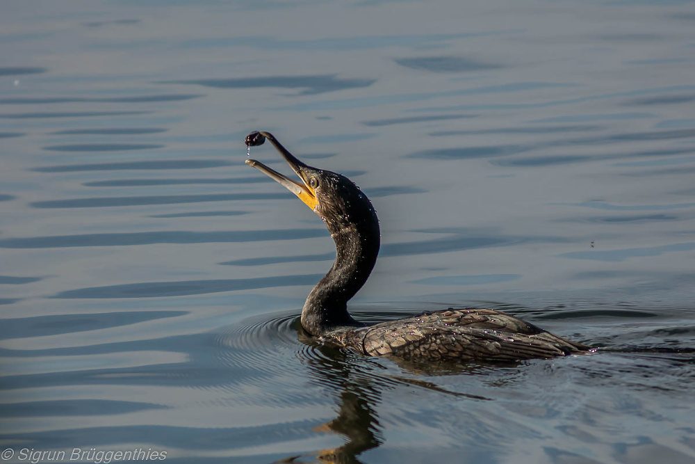 Spielender Kormoran