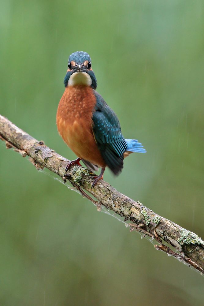 Eisvogel