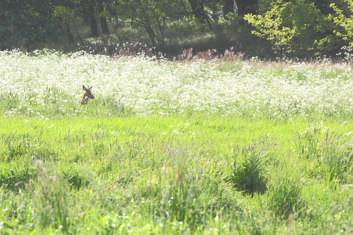 Wiese bevorzugt,