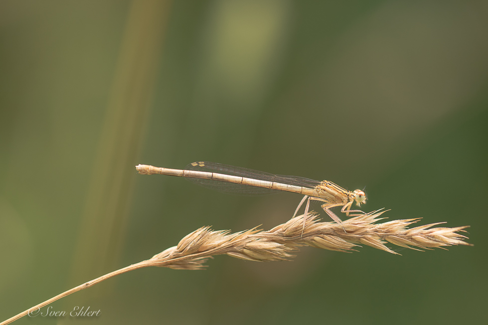 Libelle im farblichen Einklang