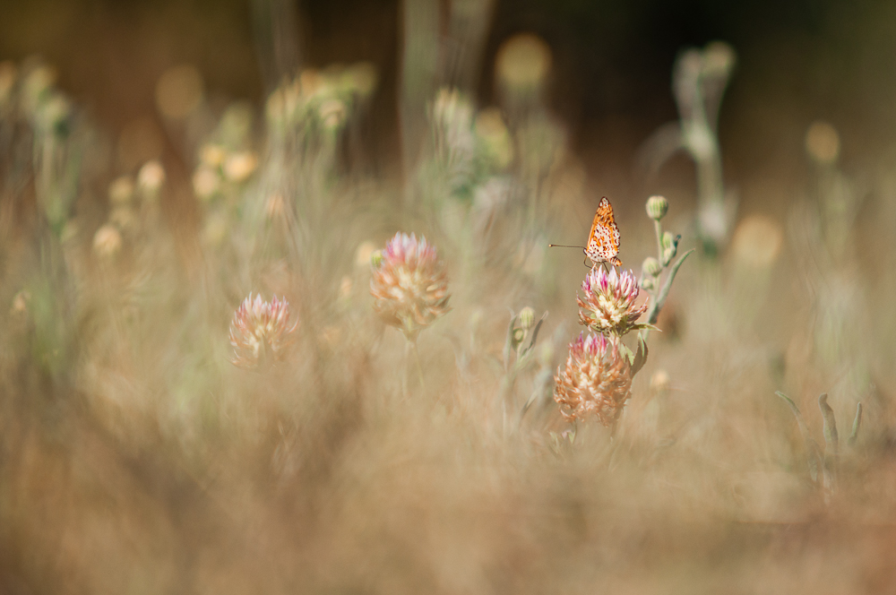 Fliegende Blume