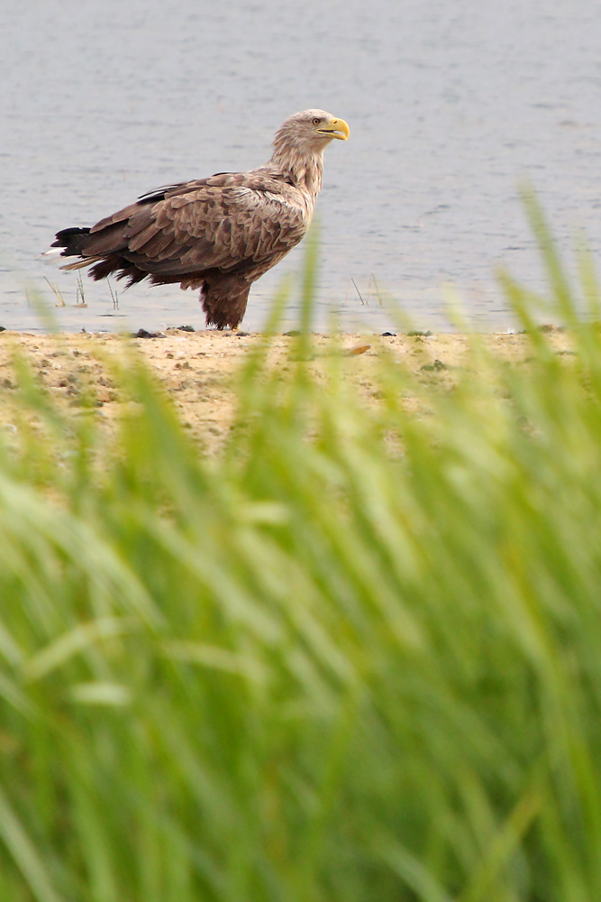 Seeadler (Wildlife)