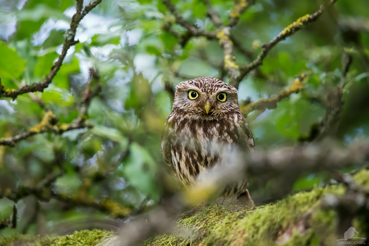 Steinkauz (Athene noctua)- little owl