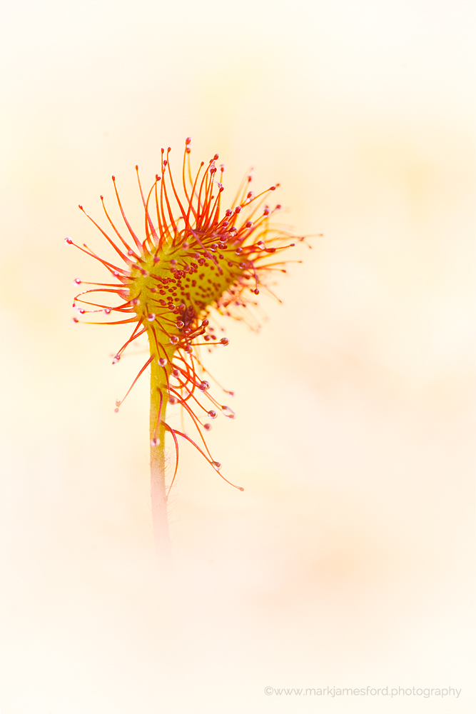 Sundew Dream